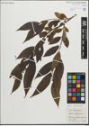 Foto von Salix pentandra L.